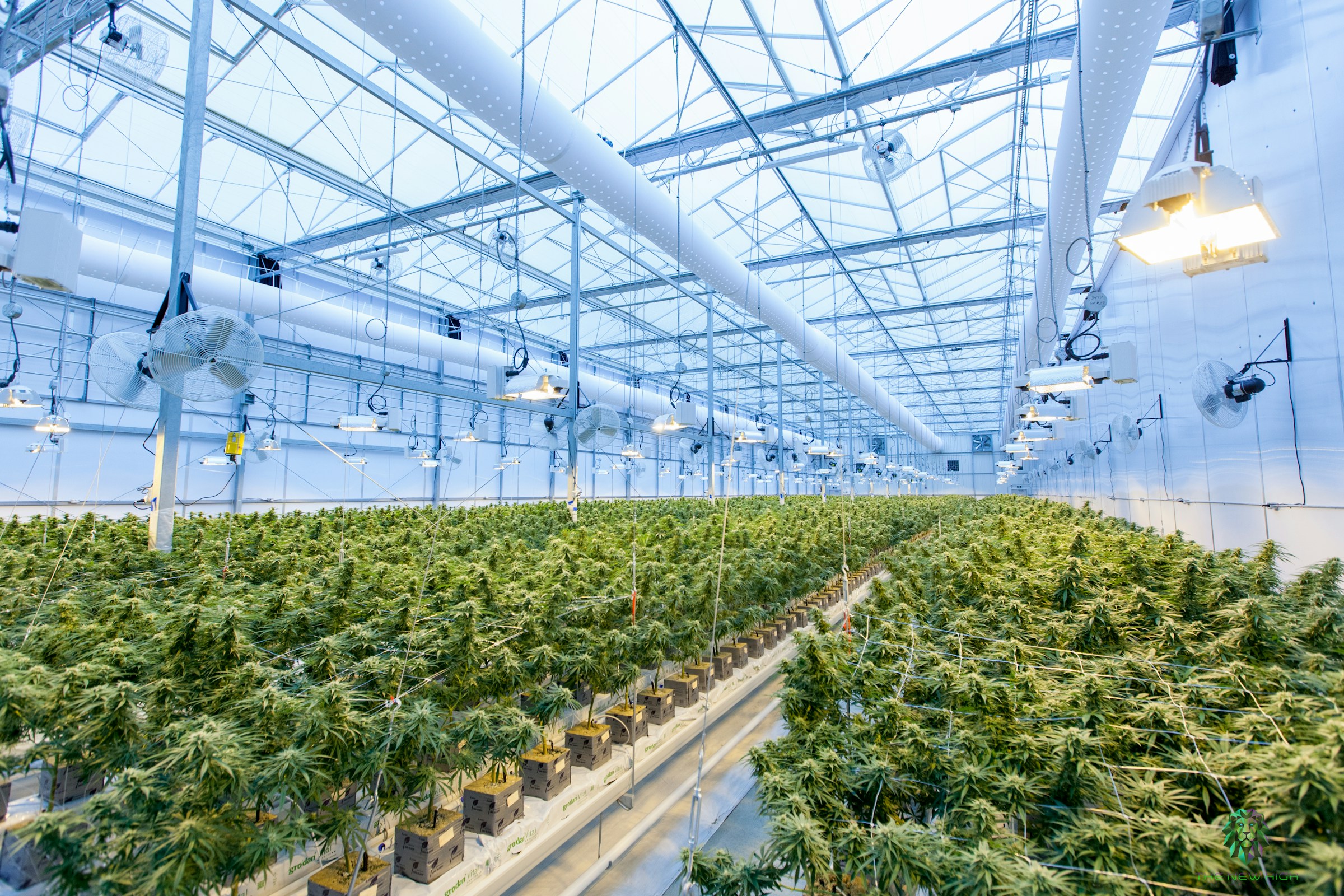 Medical cannabis facility